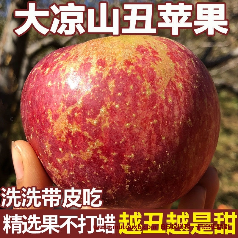 速度，正宗大凉山丑苹果 拍下12.67，推荐5斤的 中果23.8，或者是5斤大果 24.8，丑苹果比红富士好吃  第1张